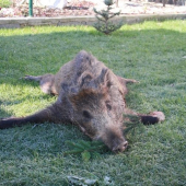 splnové prasiatko 2