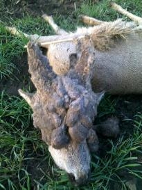 Parochniar z Madarska