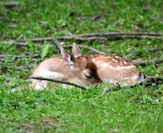 Siesta:-)
