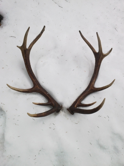 A tu už sú oba spolu...Pravidelný 14torák cca 5-6 ročný