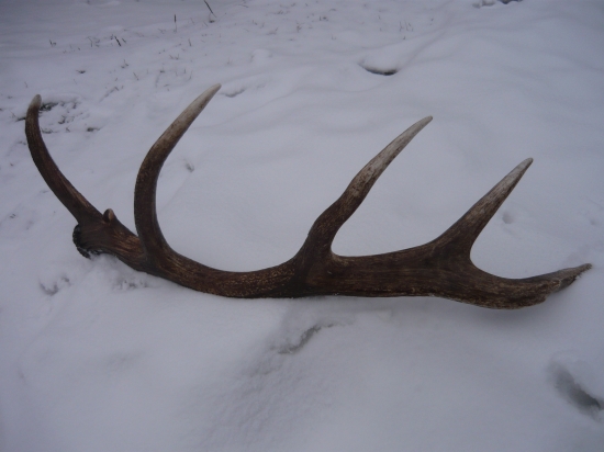 včerajší...2,9 kg