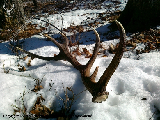 dnešný...2,5kg