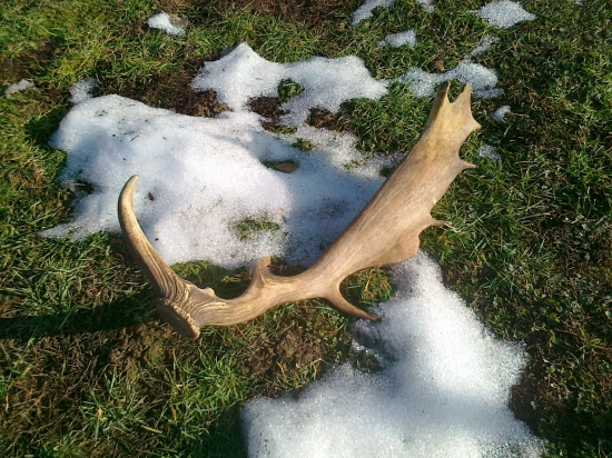 včerajší - z vlaňajška