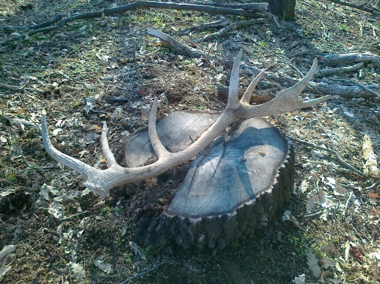 ...spod zeminy a lístia