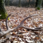 čerstvý...potešil