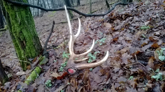 svietil už zďaleka