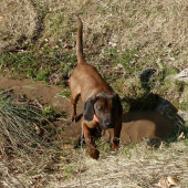 Tieto marcové teploty ma úplne vyčerpávajú,ešte že máme v našich horách studničky..