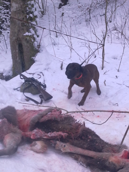 Neúspešnoúspešná dohľadávka,alebo ako nás vĺčky predbehli  :-)