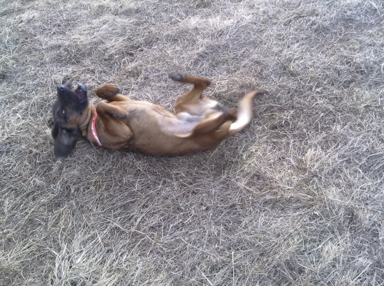 farbiar chichotavý :-)