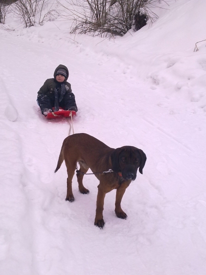 bavorský malamut :-)