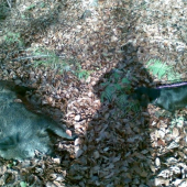 úspešná dohľadávka