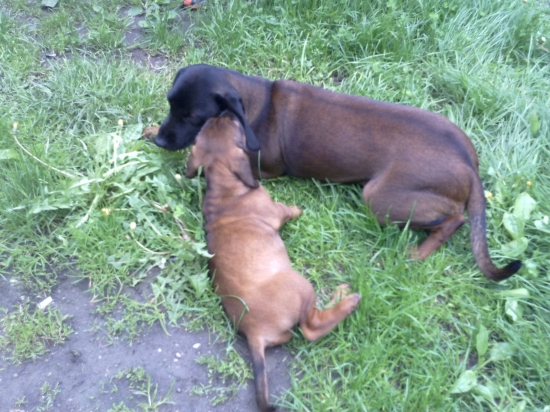 čo máš v tom ušku?