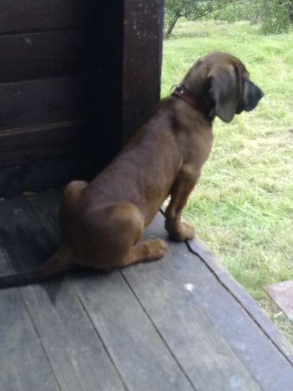 Sústredený pohľad