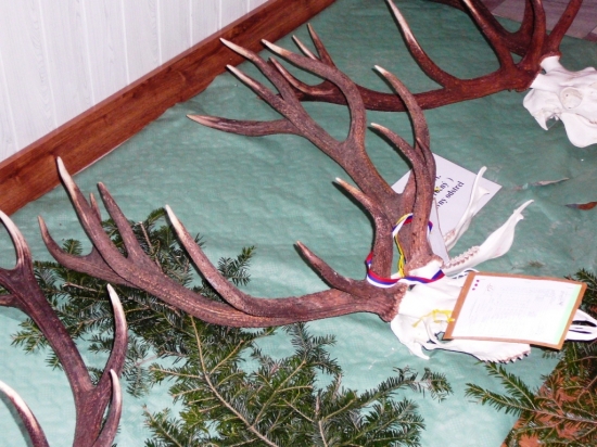 superchovný,  6 r.  a  203,94 CIC