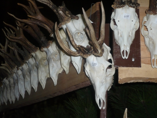 osmorák - deformovaný, 7 r.