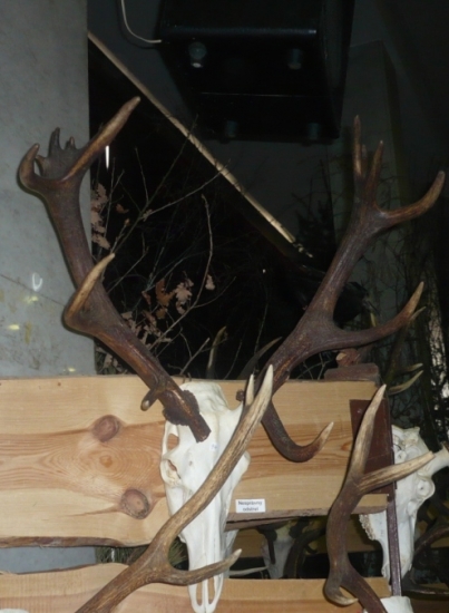 3 ročný, nepr. 14-torák