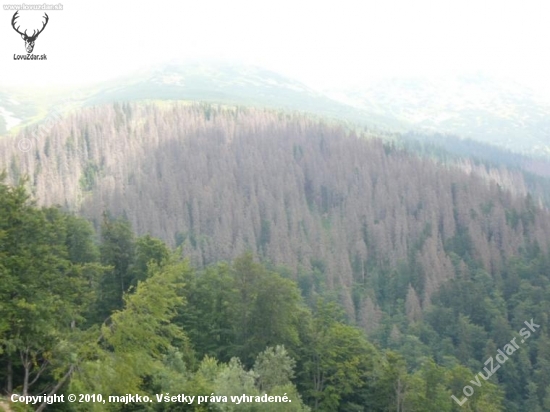 Najkrajšie stromy 