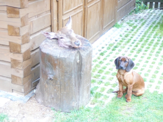 Dasty-čestná stráž