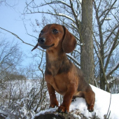 sedím na konári a je mi dobre