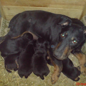 nasa Cora Deberca s mladymi