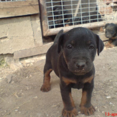 Jork Deberca este ako mali