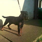 Jork Deberca a teraz ako velky a uz aj chovny