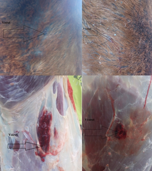 Brenneke TOG 11,7g 8x57 JS