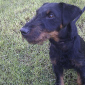 Arko