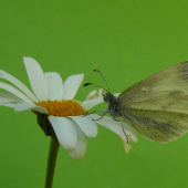 Motyľ