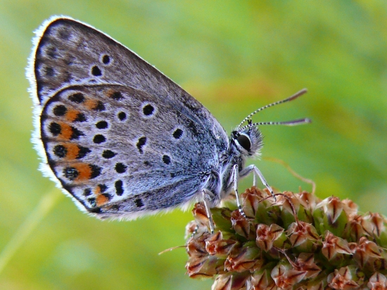 Zase............modračik