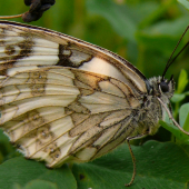 Očkáň