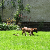 Cesar