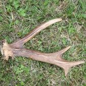 srnčí schoz