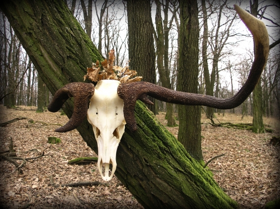 Lahôdka pre jeleniarov...