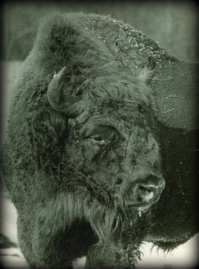 Putifár-praotec slovenských zubrov...