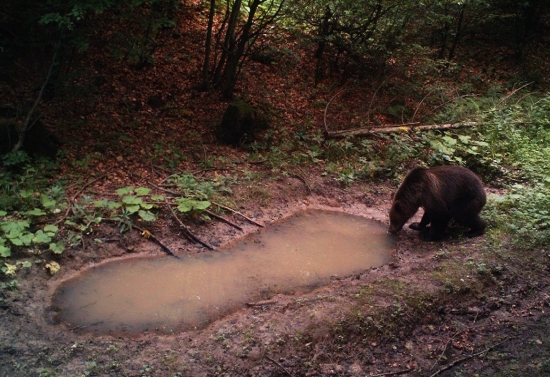 V lesnom bare bez obsluhy ...