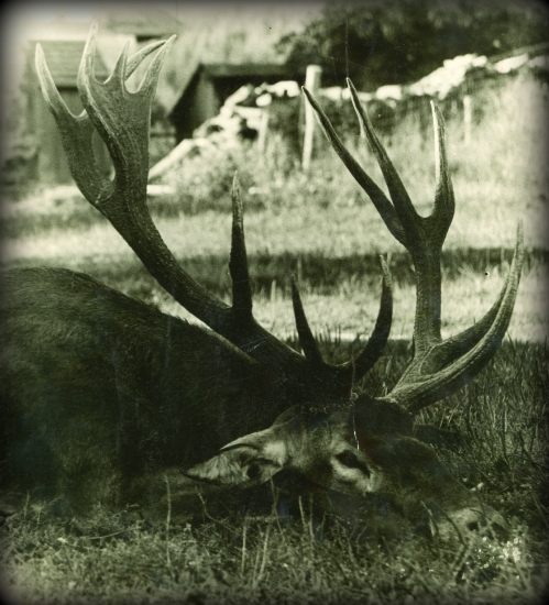 Nech Vás Sv.Hubert sprevádza...