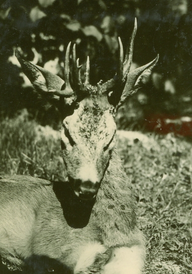 Dvanástorák z Markovej...