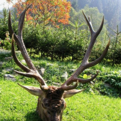 Ruja 2006
