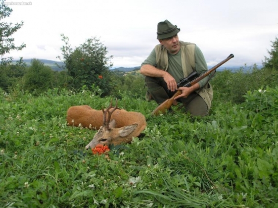 Vychodeny srnec od Zvolena
