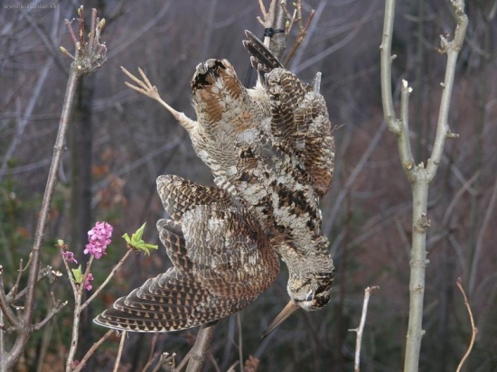 Poľovnícke requiem...