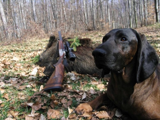 Radosť poľovať s dobrým psom...
