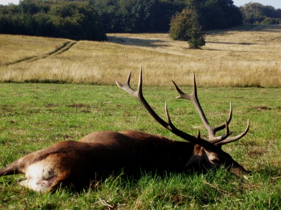 Pozdrav poľovníkom ,ktorí sa už nevedia dočkať jelenej ruje...
