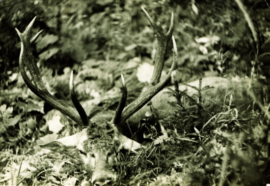 Zhasnutý medzi mladými smrečkami...