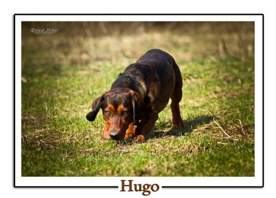 HUGO