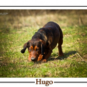 HUGO