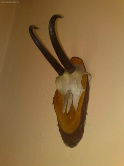 nie moja trofej ale dam ju sem