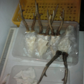 Uprava Trofejí- bielenie