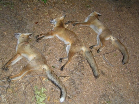 Včera sa mi zadarilo, ešte jedna tam chyba, takže boli štyri