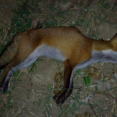 Včera podvečer, desiata toho roku.